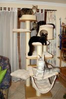 We bought this cat tree today, our cats loves it.